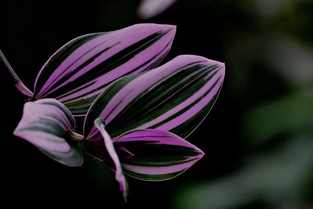 괴근식물 줄기 굵기가 달라지는 순간을 기록한 장기 관찰기