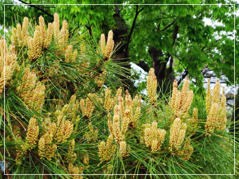 송화가루-날리는-시기