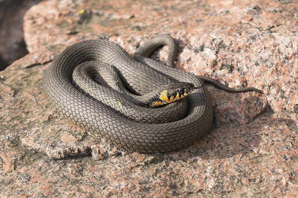 검은 뱀 꿈 &middot; 하얀 뱀 꿈 해몽 총정리 &ndash; 두 색이 말해주는 운세의 차이