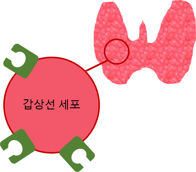갑상선 세포(수용체)