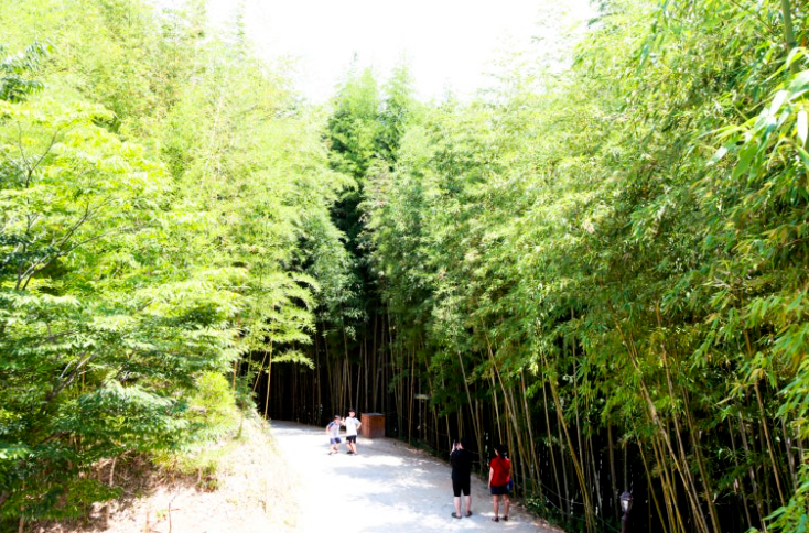 담양 대나무 숲길