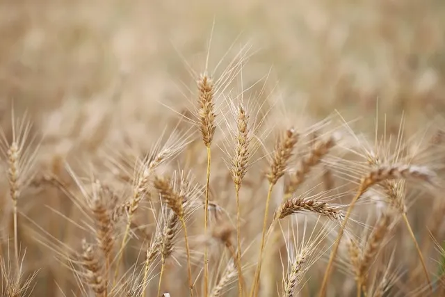 콜레스테롤 수치를 낮추는 카무트 쌀 효능