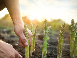아스파라거스 재배 방법 아스파라거스 파스타 요리 효능 모종 키우기