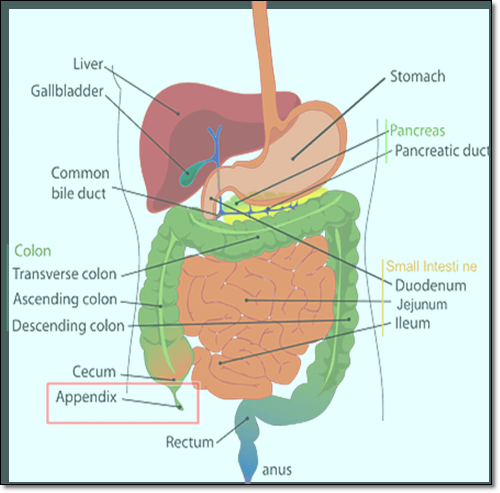 맹장과 충수 이미지