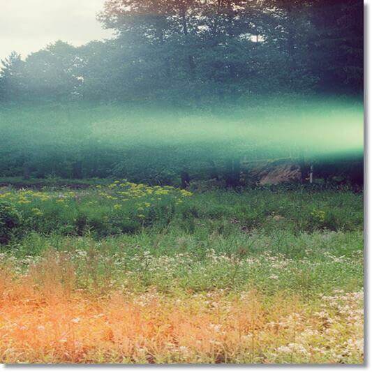 식물의 성장과 발달에 필수적인 리그닌, 안개낀 공원 사진