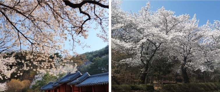 수원_팔달산-벚꽃길