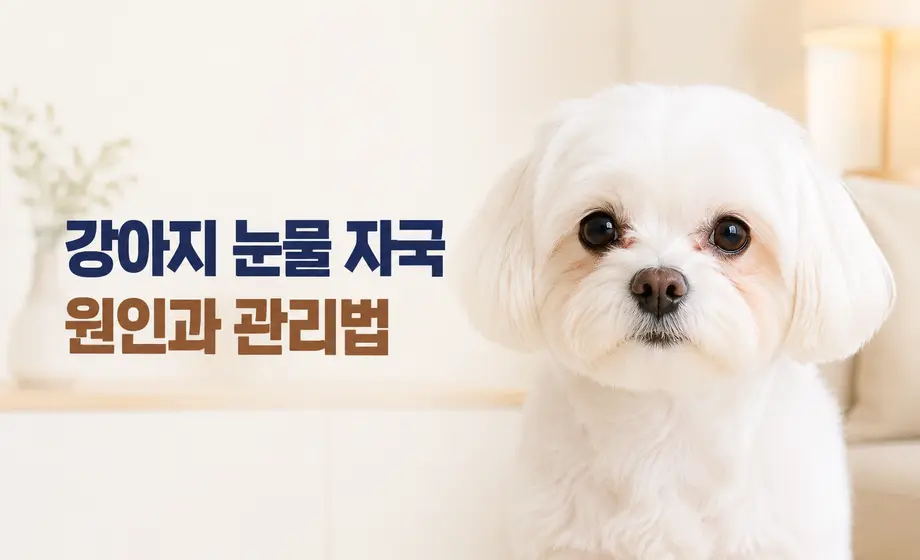 강아지 눈물 자국의 원인과 관리법을 안내하는 대표 이미지