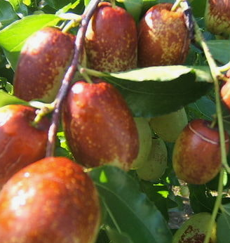 대추 효능과 부작용 고르는법 칼로리