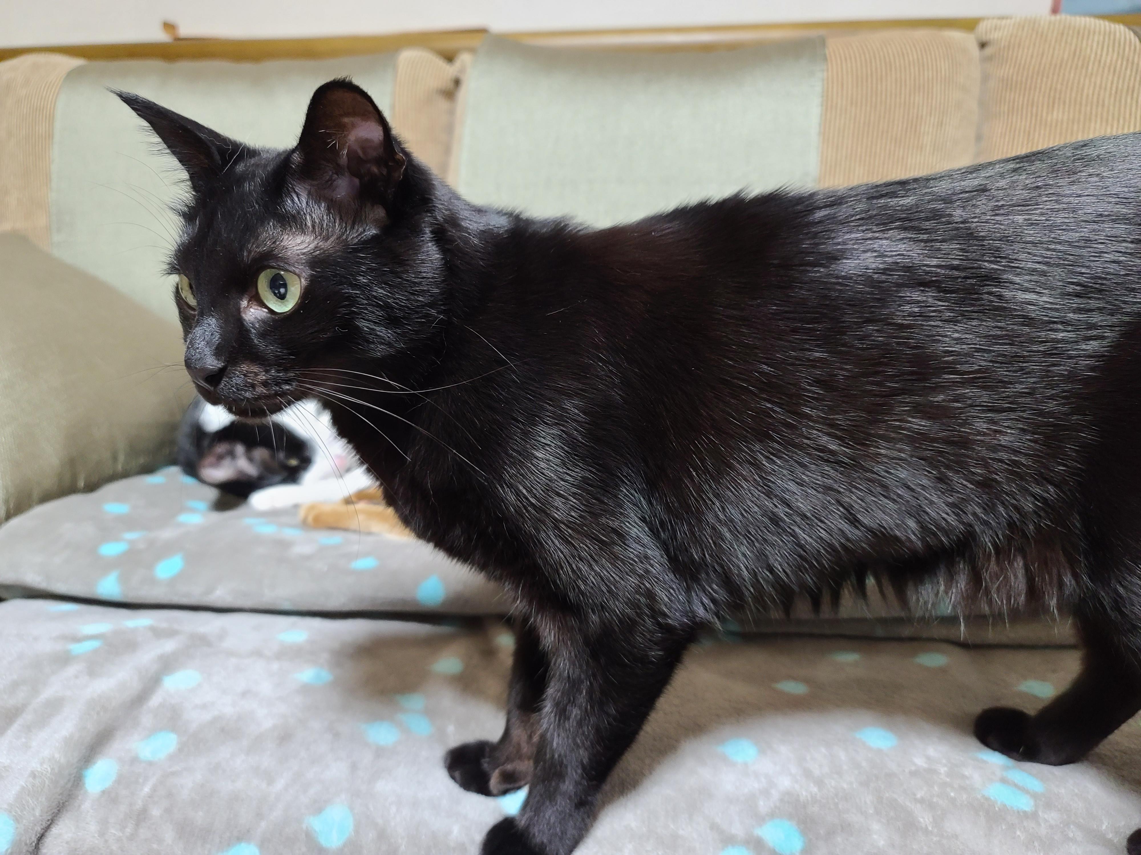 올블랙고양이 건이