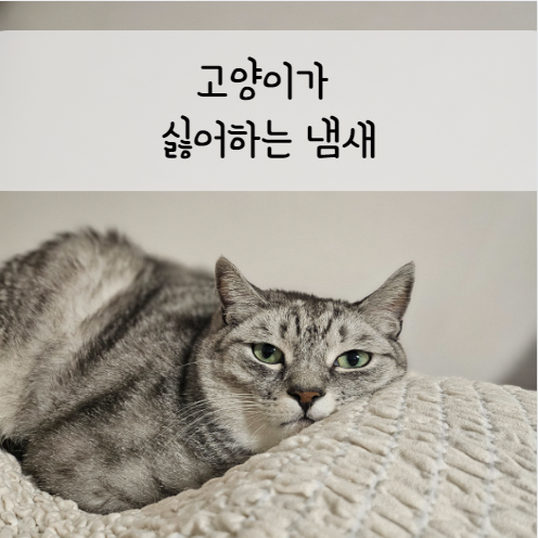 고양이가-싫어하는-냄새알아보기