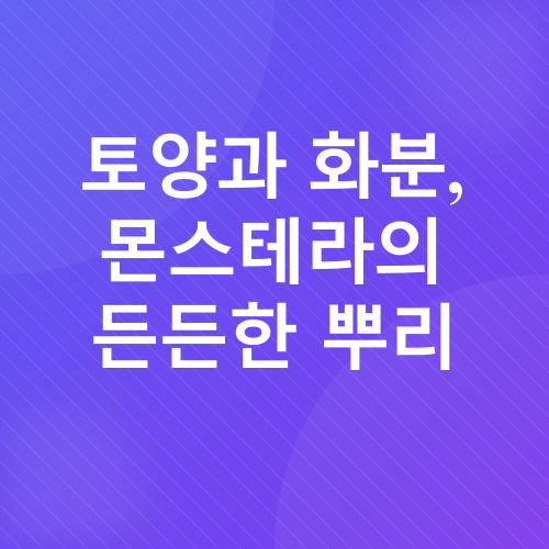 몬스테라 키우기_4