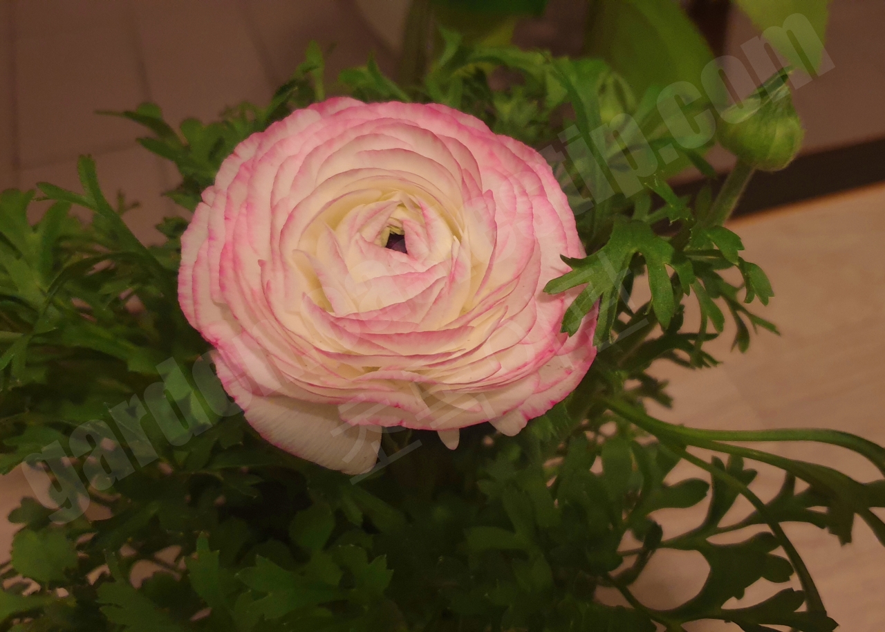 연분홍 라넌큘러스 꽃