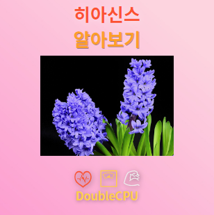 히아신스 꽃말 및 탐구