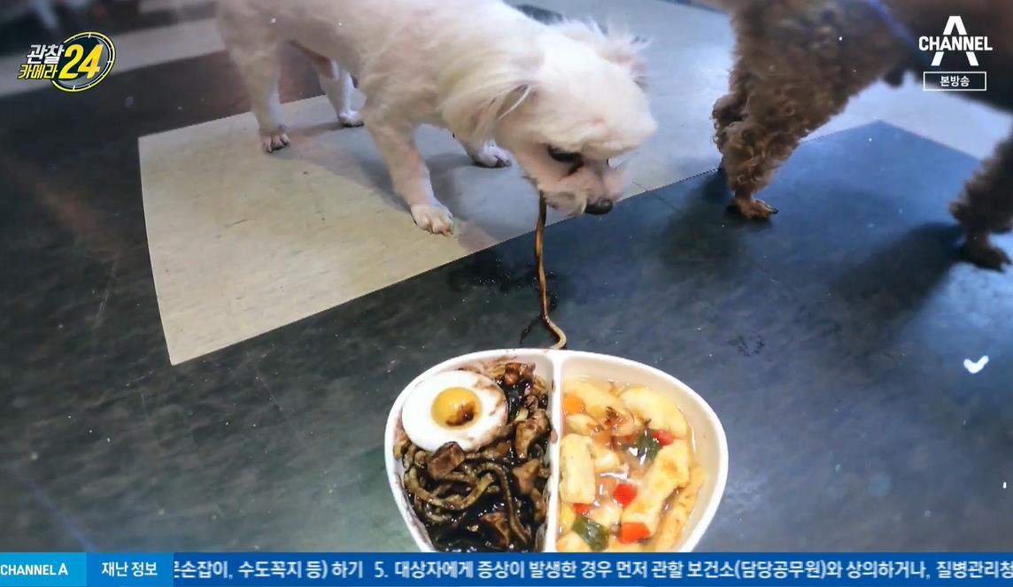 강아지 간식 맛집