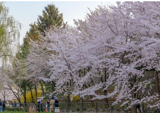 용산 벚꽃