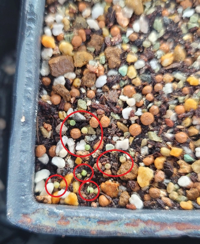 리갈특A (별다섯개) X 라산이네 귀짧은리갈