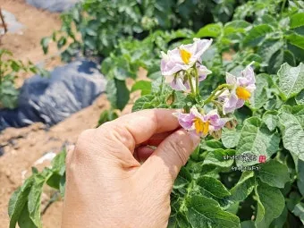 감자 수확시기 지역별 차이와 재배 팁_13