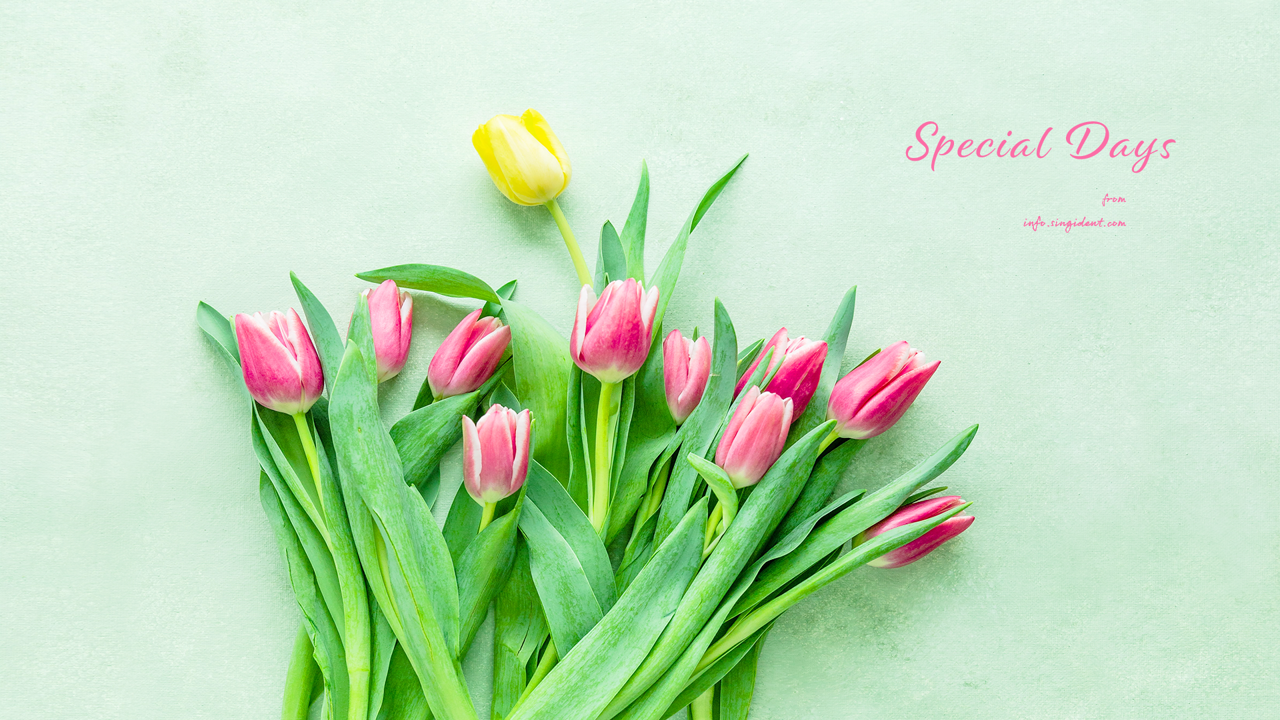 04 튤립 C - Special Days 꽃배경화면