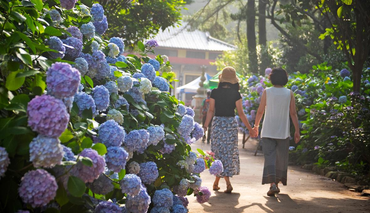 태종대 수국 축제