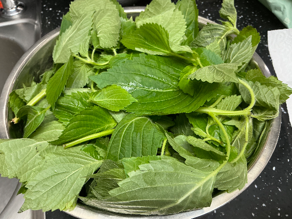 어린 깨잎 사진