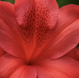 철쭉 꽃말 사랑과 희생의 상징으로 오래전부터 전해져 내려오는 의미