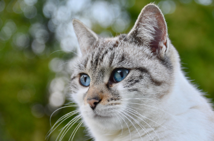 비만 고양이 관리법 관련 사진