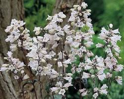 자엽 펜스테몬 이미지 사진