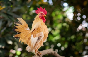 닭띠 2025년 운세