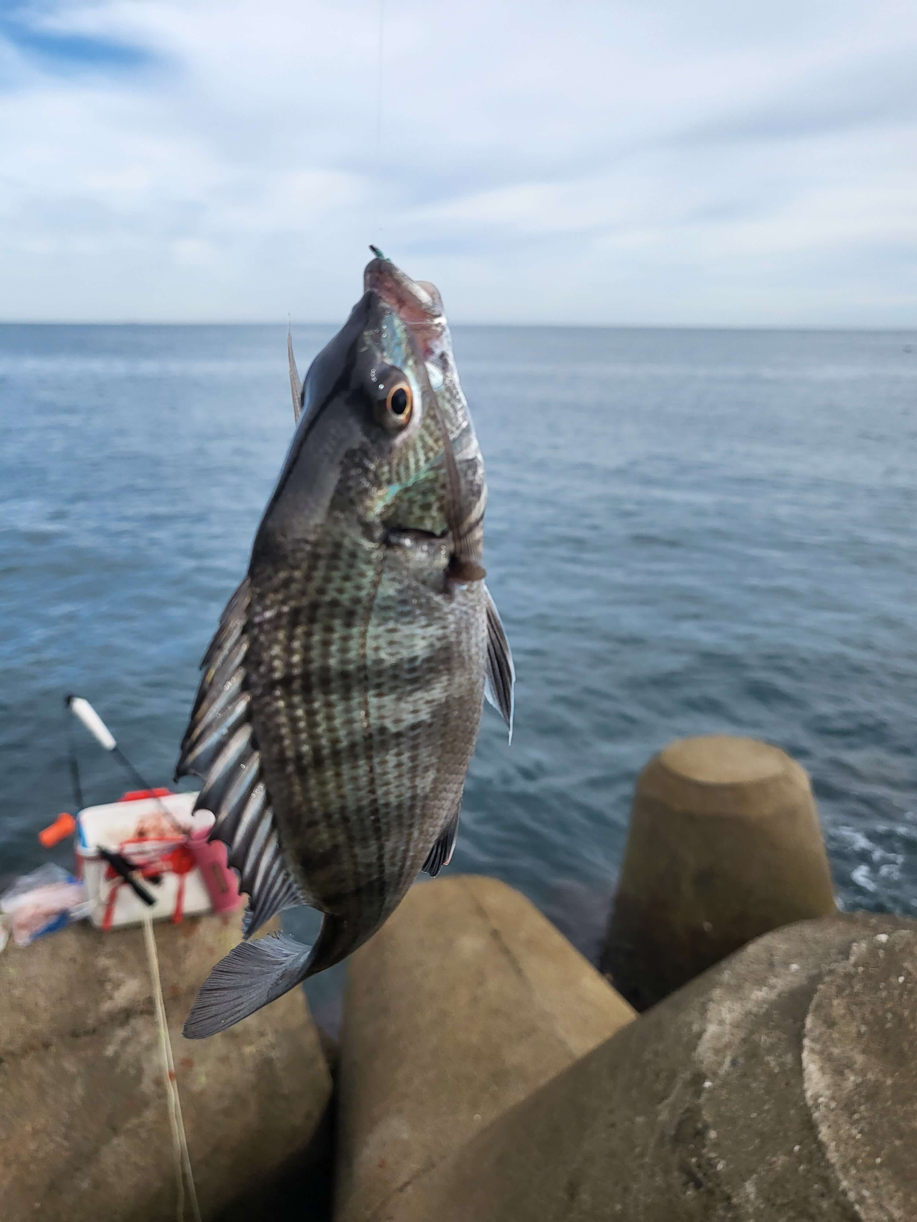 칠암 아나구회, 칠암 방파제, 칠암 야구등대, 칠암 차박하기, 칠암 방파제 낚시 조항