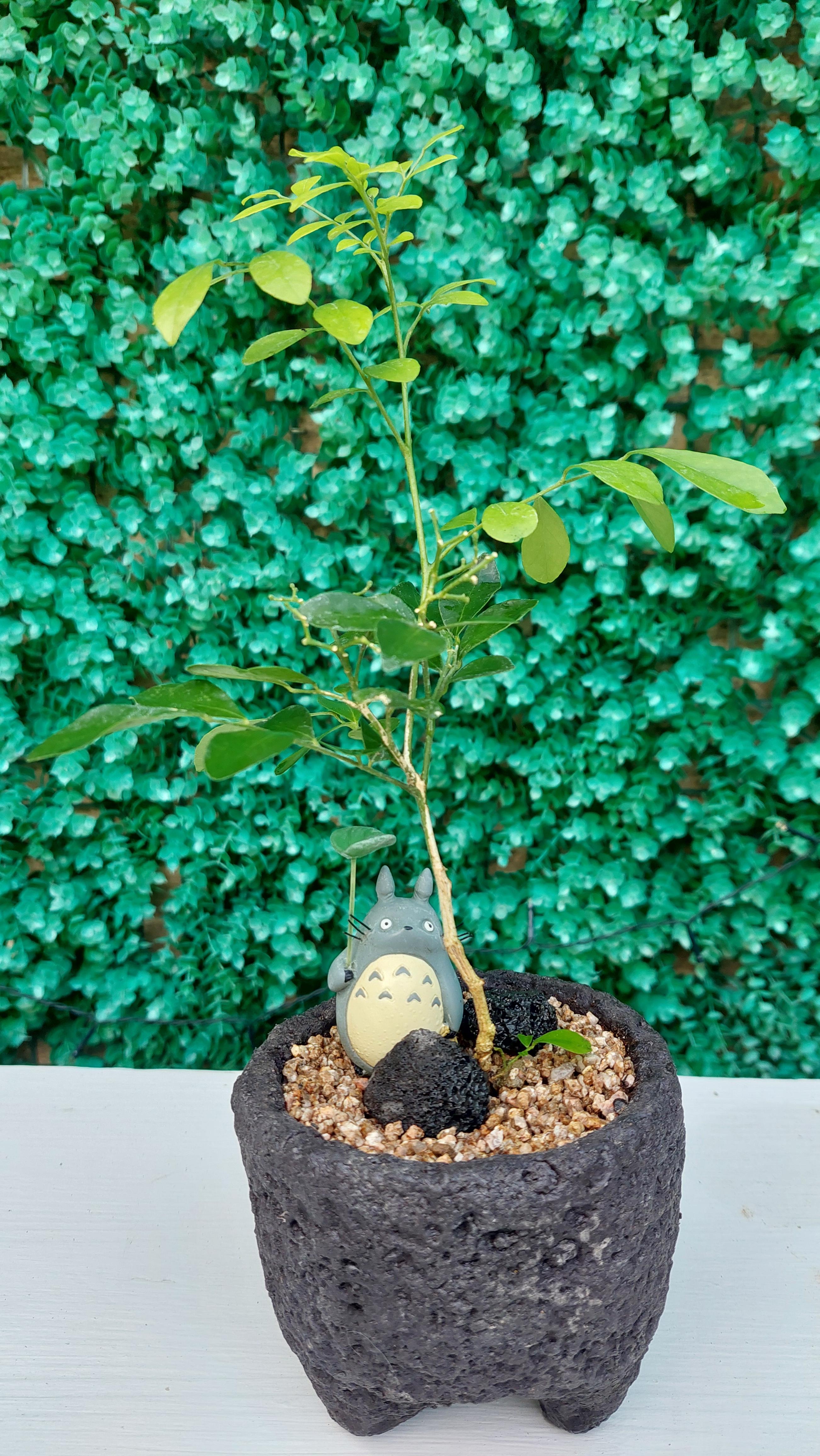 돌화분에 심겨진 오렌지자스민