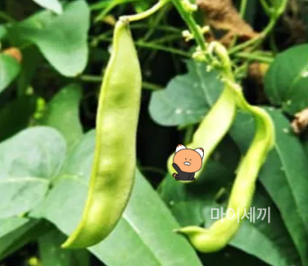 항암작용