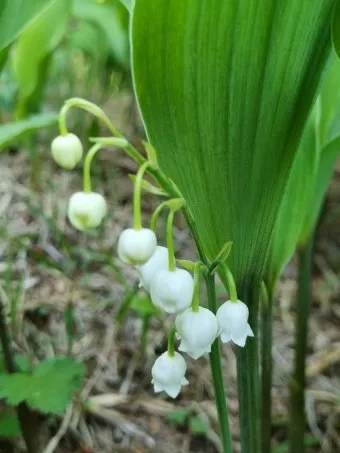 은방울꽃 꽃말 봄 꽃 꽃말 모음_13