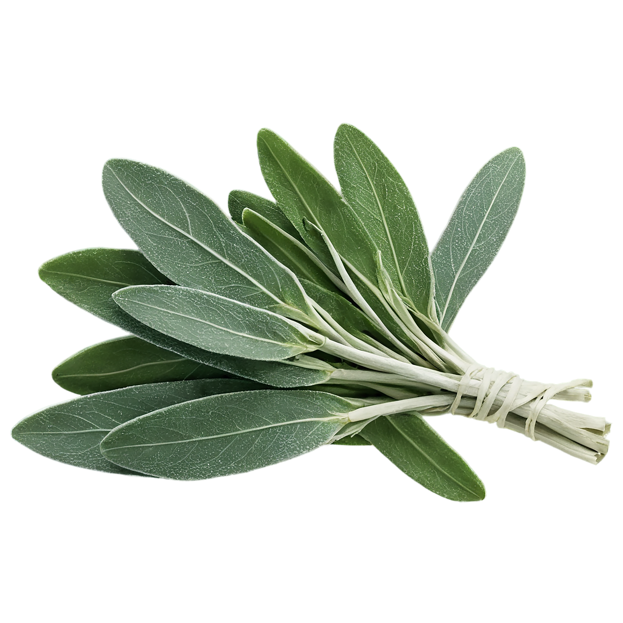 세이지 효능과 부작용