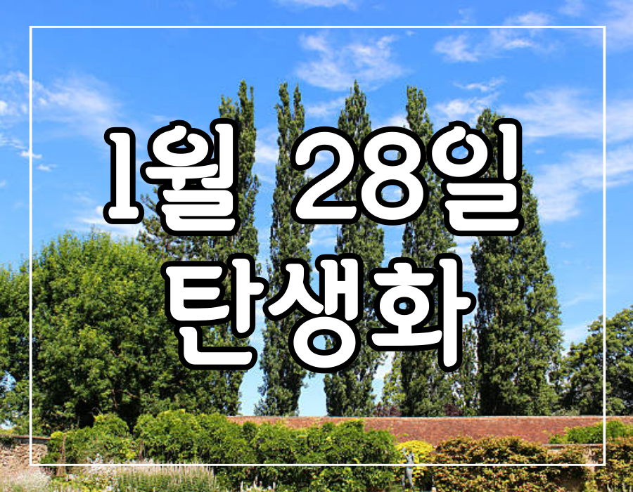 이 이미지는 1월 28일 탄생화 검은 포플러에 관한 포스팅의 대표 이미지입니다.