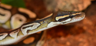 입양 전 알아야 할 파충류 건강관리 팁