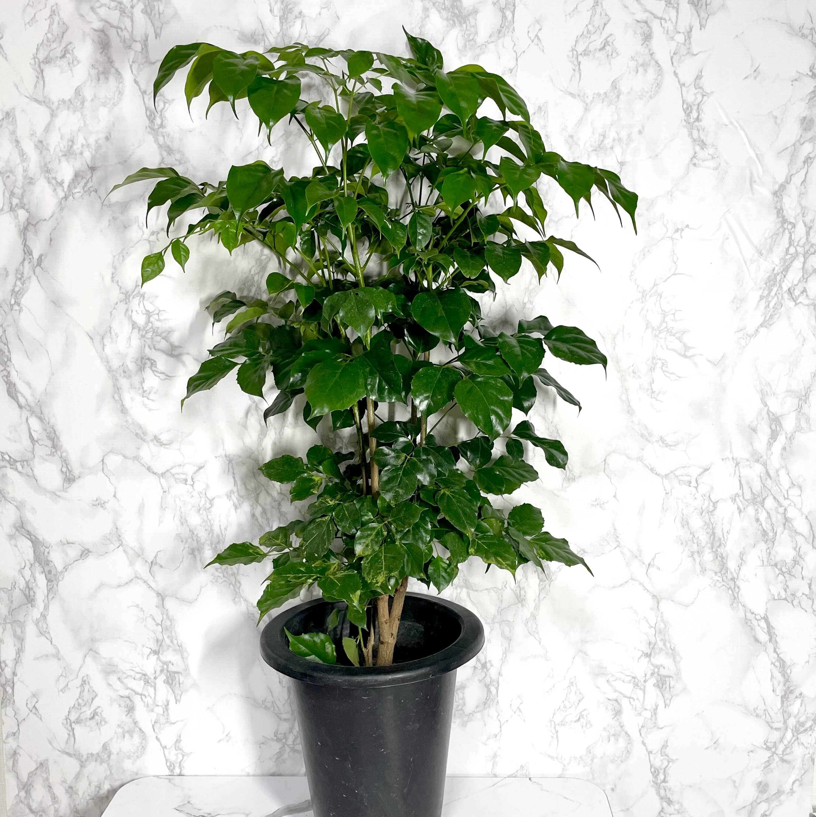 녹보수 키우는법