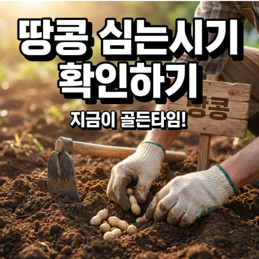 땅콩 심는시기 확인하기