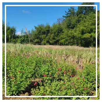 고창 핑크뮬리축제 청농원