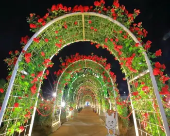 곡성 장미축제_28