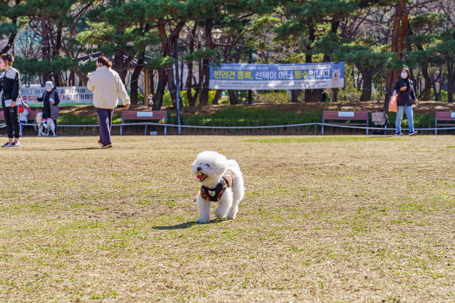 중앙공원 애견운동장