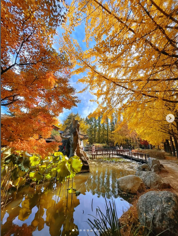 1박 2일 단풍 여행 BEST 5 -설악산,오대산, 불국사, 남이섬, 내장산