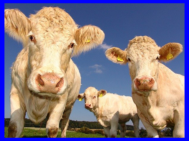 2021년 삼재띠 의미