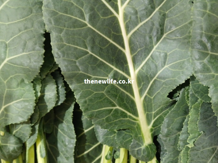 우유보다 흡수율이 높은 칼슘과 풍부한 영양소가 고농축 된 신선한 케일 잎 확대 사진