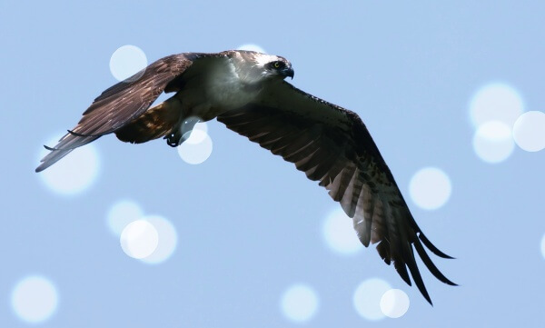 하늘을-날고있는-독수리