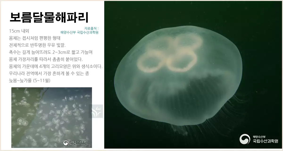 보름달물해파리