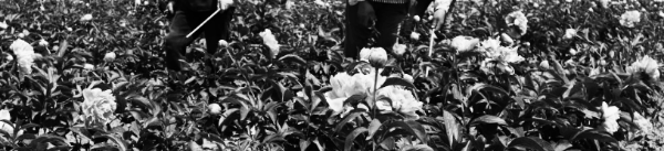 작약 재배법: 주요 사항