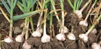 남부지방 마늘심는시기 핵심 가이드_10