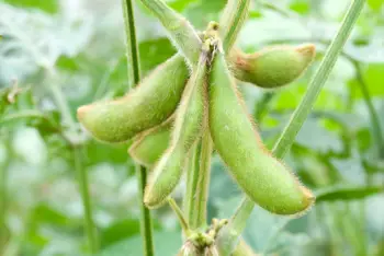 검은콩 효능 및 영양소, 가격