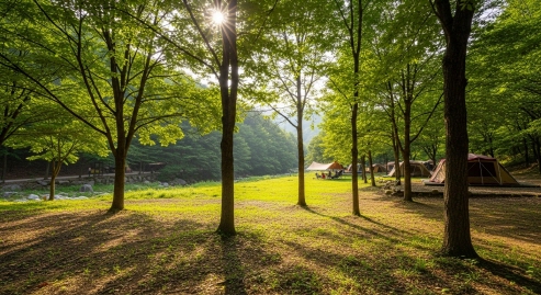 강원 대관령 숲 속의 캠핑장