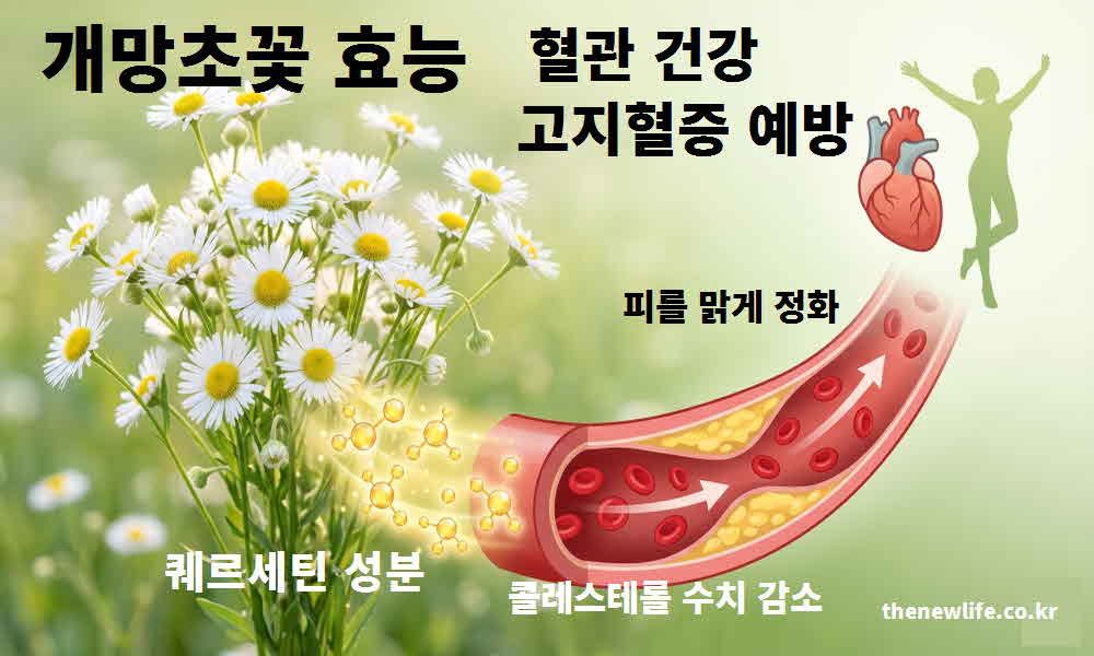 개망초꽃 효능 혈관 건강 고지혈증 예방